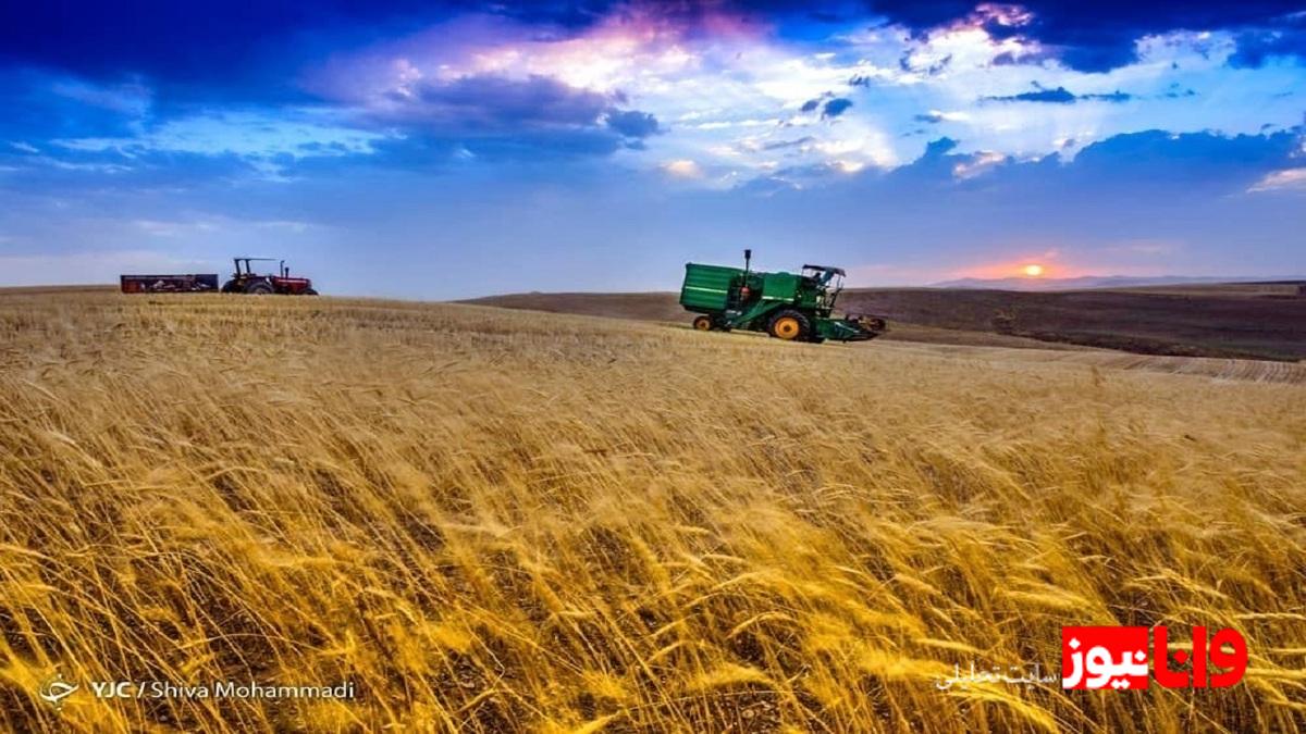 تولید گندم به ۱۳ میلیون تن می‌رسد/ در تامین گندم نان خودکفا هستیم