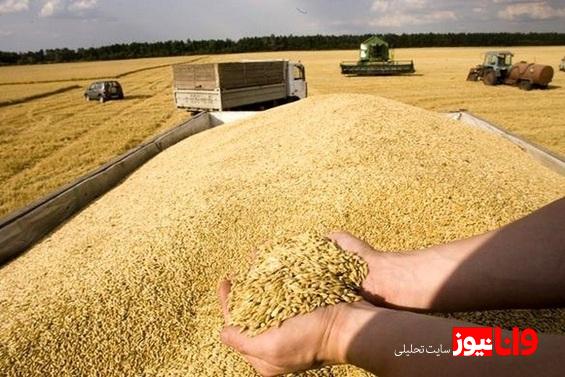 گندمکاران حتما بخوانند قیمت منطقی گندم مشخص شد + جزییات