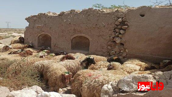 قیمت دام زنده امروز ۱۷ اردیبهشت ۱۴۰۴+ جدول