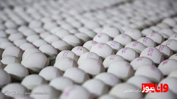 صادرات تخم مرغ به ۱۷ هزارتن رسید
