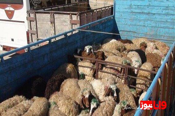 قیمت دام زنده امروز ۲۳ اردیبهشت ۱۴۰۴ + جدول