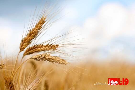 ضرورت اصلاح قیمت خرید تضمینی گندم