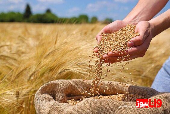 قیمت خرید تضمینی گندم تا پایان خرداد ماه ابلاغ میشود