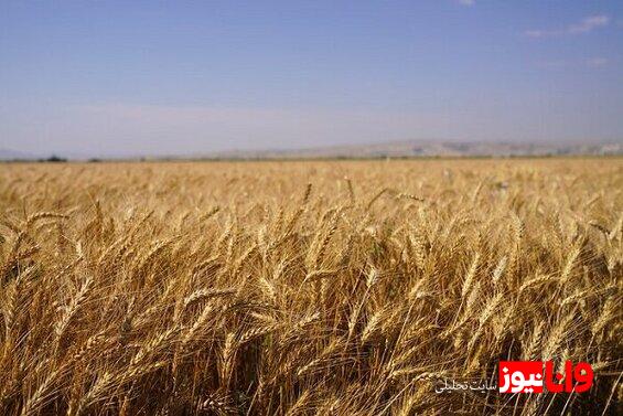 گندمکاران حتما بخوانند قیمت جدید گندم اعلام شد