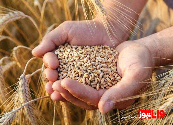 ۷۰ درصد مطالبات گندمکاران پرداخت نشده است