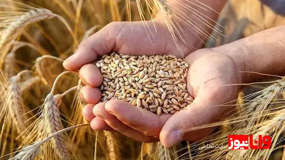 خبر مهم رییس سازمان برنامه برای گندمکاران زمان دقیق پرداخت مطالبات گندمکاران اعلام شد
