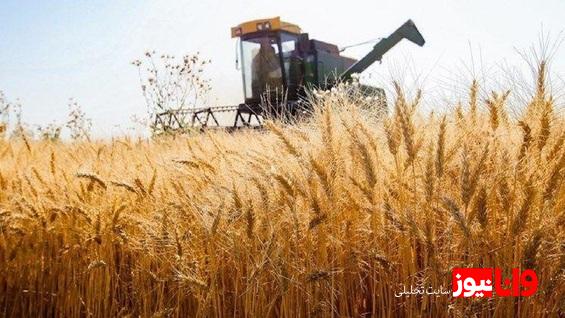 خرید تضمینی گندم به ۲ میلیون و ۹۵۰ هزارتن رسید