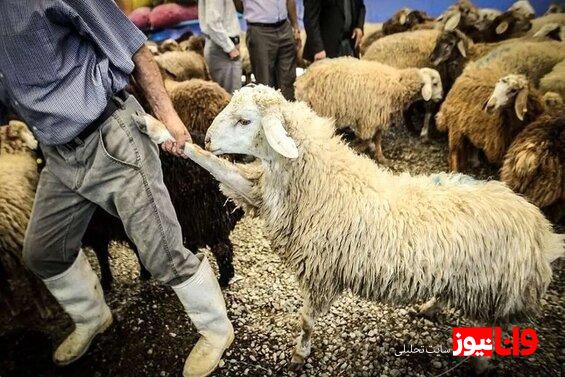 قیمت دام زنده امروز ۲۰ خرداد ۱۴۰۴+جدول