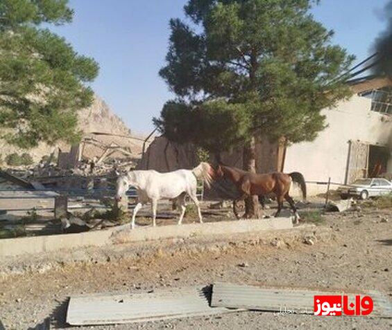 حمله اسرائیل به ۲ اسطبل پرورش اسب در کرمانشاه ۵۰ راس اسب تلف شدند