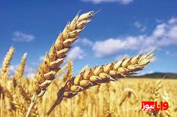 گندمکاران حتما بخوانند/ خبر مهم درباره قیمت گندم و پرداخت مطالبات گندمکاران