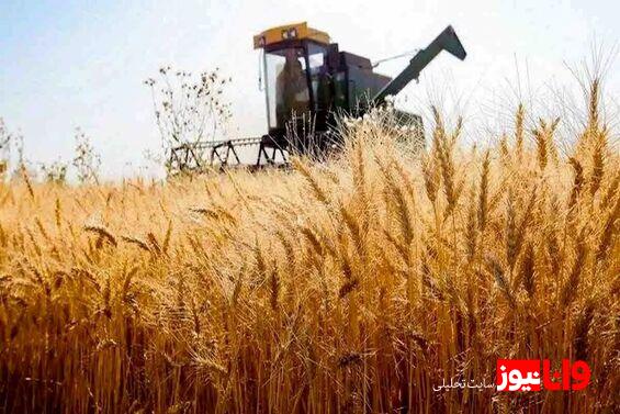 گندمکاران بخوانند خبر مهم درباره پرداخت مطالبات گندمکاران