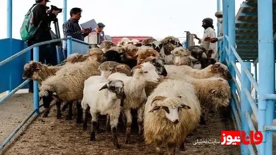 قیمت دام زنده امروز ۲۲ تیر ۱۴۰۴ + جدول
