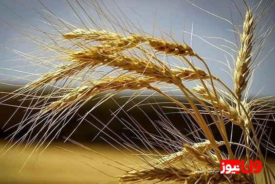 گندمکاران حتما بخوانند خبر مهم وزیر جهادکشاورزی درباره پرداخت مطالبات گندمکاران