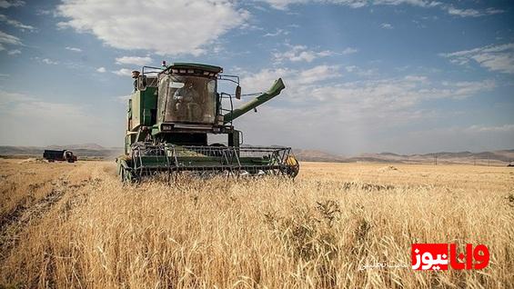 کاهش ۲۱ درصدی خرید تضمینی گندم نسبت به سال قبل
