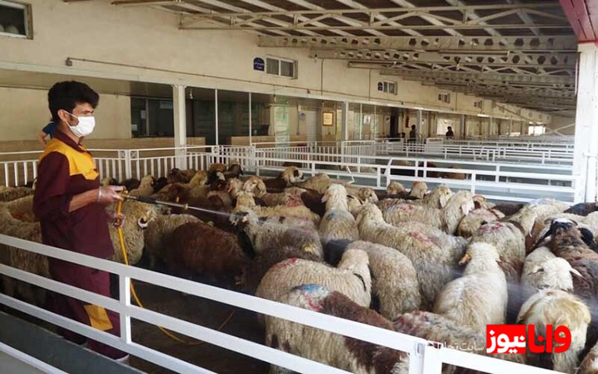 نگاهی به نوسانات قیمت زنده در بازار ۳۰ تیر ۱۴۰۴