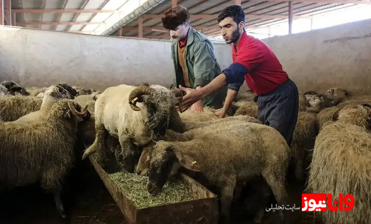 قیمت دام زنده در آرامش: گزارش از وضعیت بازار امروز