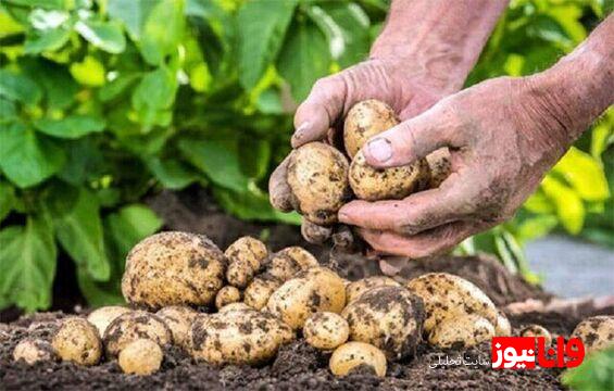 کاهش قابل توجه قیمت میوه و سبزیجات قیمت سیب زمینی نصف شد