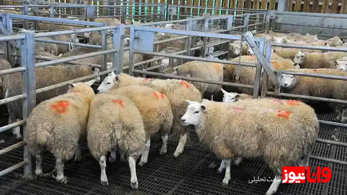 نوسانات بازار: قیمت دام زنده در ۱ مرداد ۱۴۰۴ و تحلیل جدول