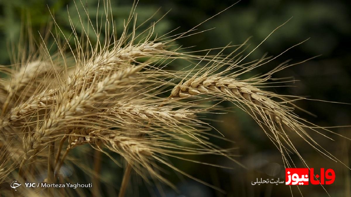 پرداخت مطالبات گندمکاران به ۳۱ درصد رسید