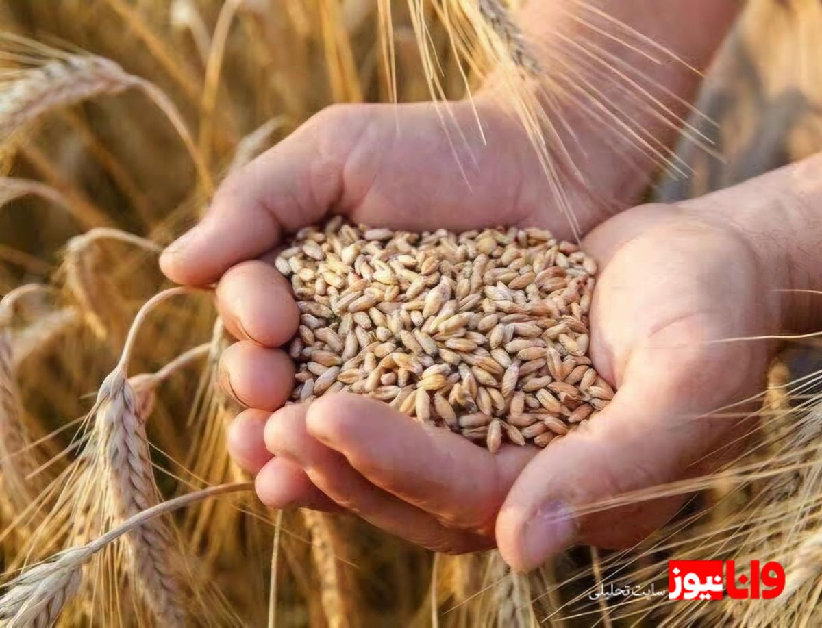 گندمکاران، زمان انتظار به پایان رسید: جزئیات پرداخت مطالباتتان را بدانید!