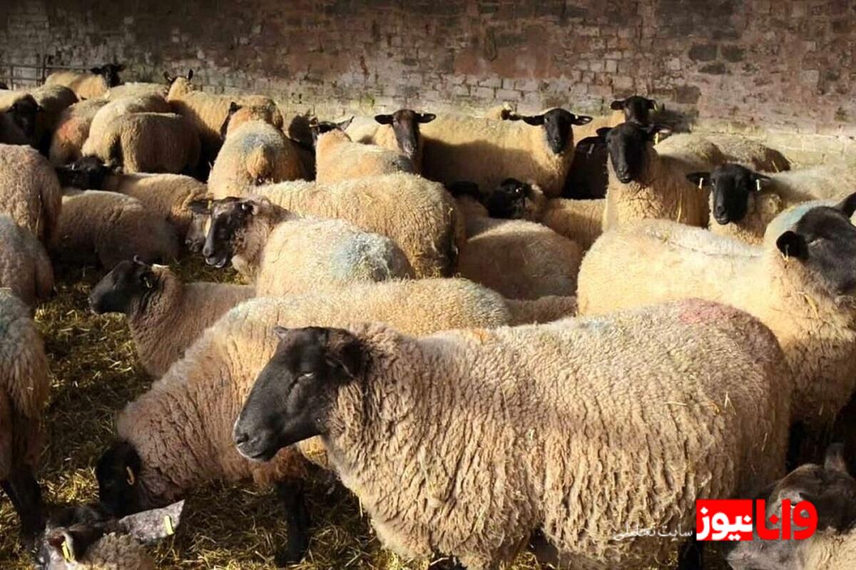 بازار دام زنده در ۵ مرداد ۱۴۰۴: قیمتها و تحلیلهای جدید