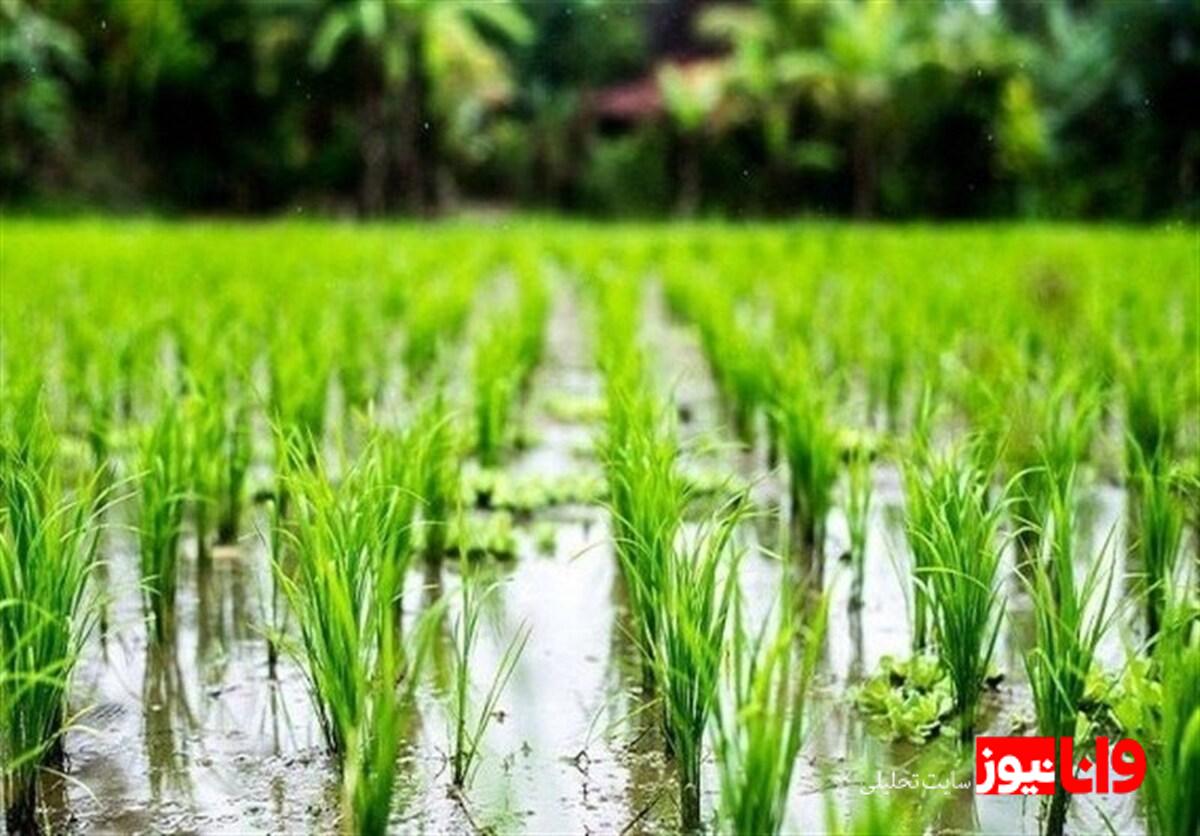 بحران برنج: واکنشهای داغ مجلس به قیمت و واردات