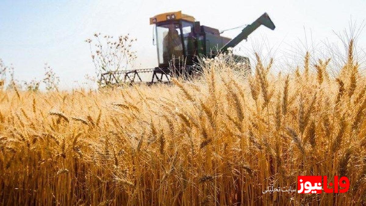 چالشهای مالی گندمکاران: اوراق قرضه به عنوان راهحلی زمانبر