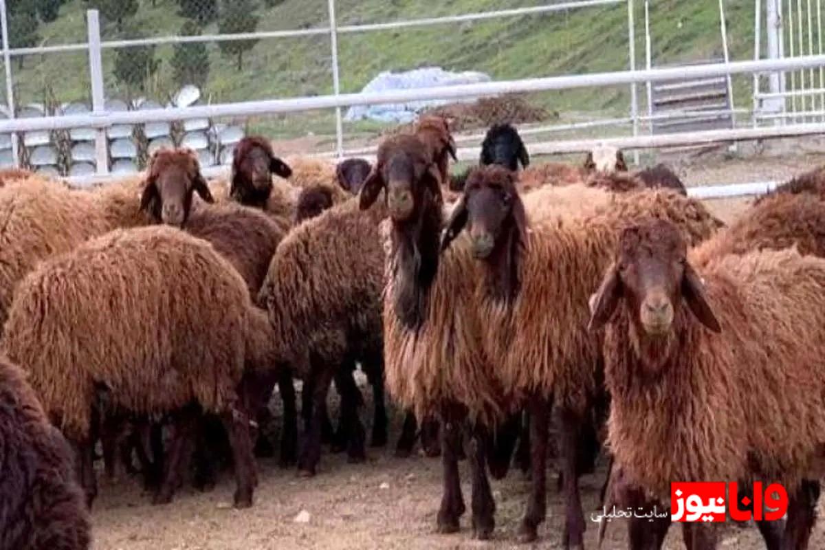 بازار دام زنده در یک نگاه: قیمتها در استانهای مختلف امروز ۱ شهریور ۱۴۰۴
