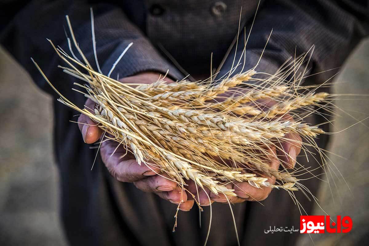 ۹۴ درصد مطالبات گندمکاران پرداخت شد