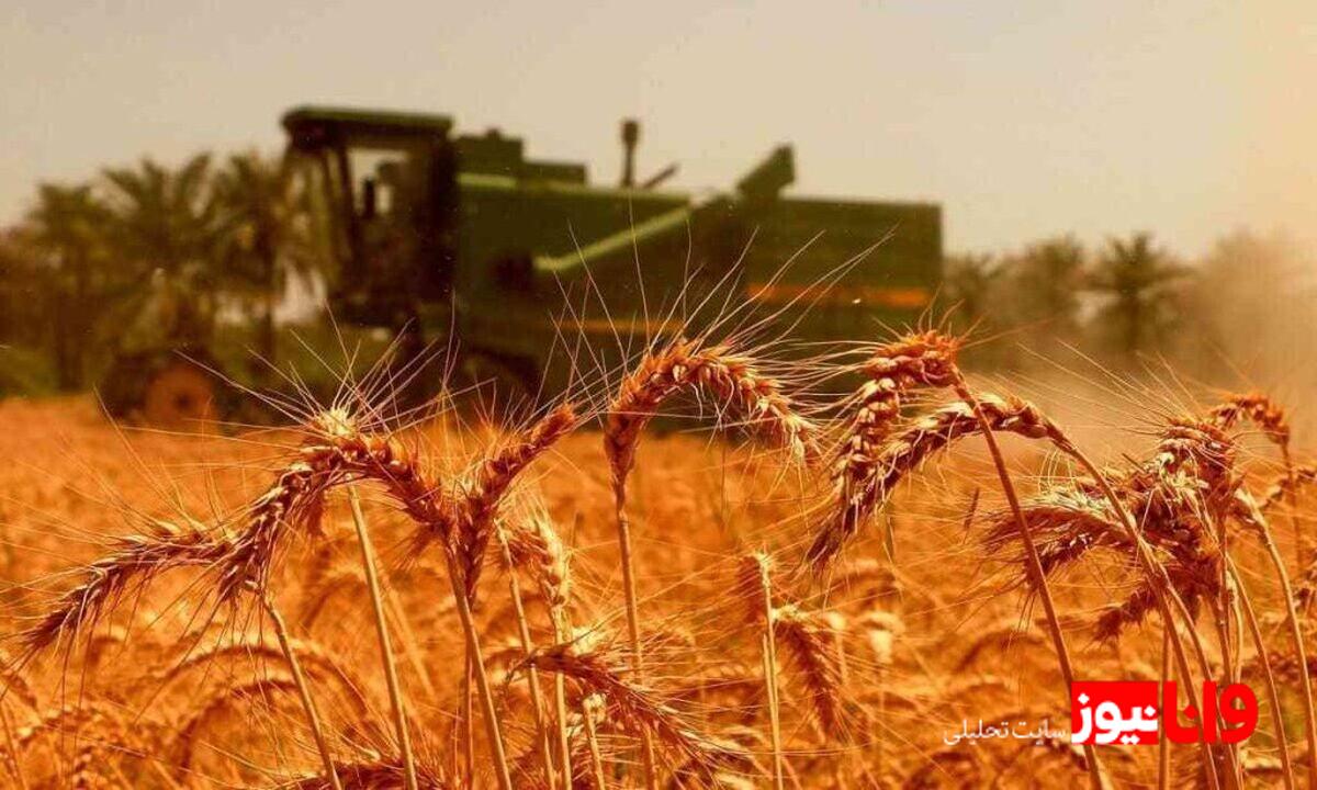 کاهش ۳۵ درصدی خرید تضمینی گندم