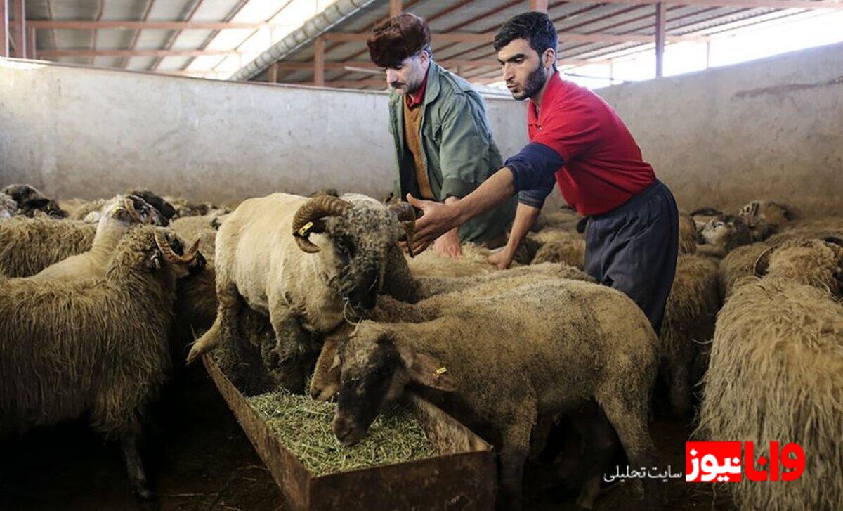 قیمت روز دام زنده در ۱۵ شهریور ۱۴۰۴ و تغییرات بازار
