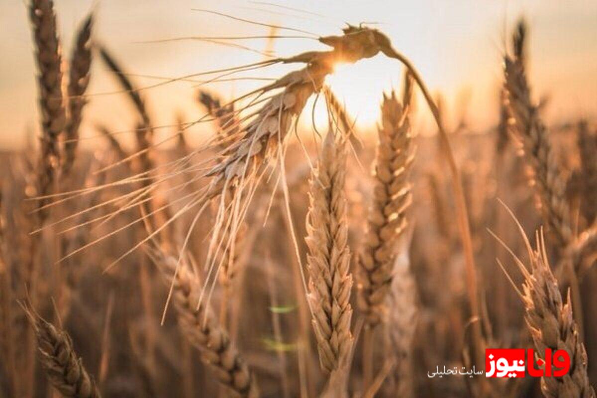 قیمتگذاری محصولات کشاورزی؛ سیاستهای گندم در سال جدید چگونه تعیین میشود؟