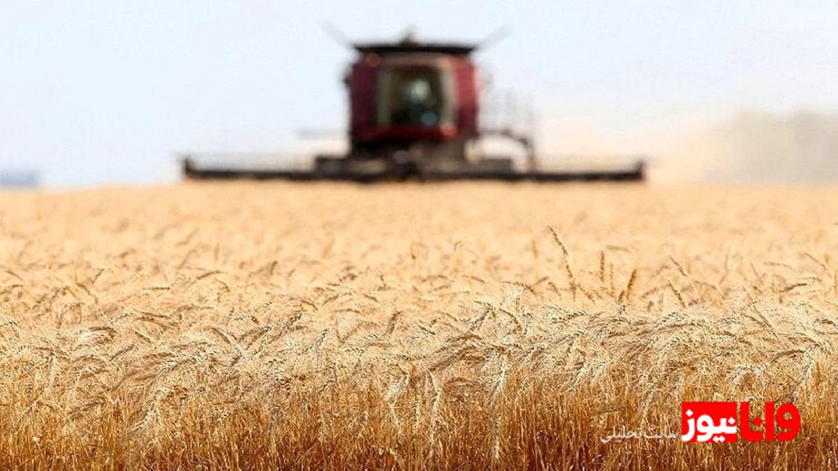 قیمت خرید تضمینی گندم شنبه تعیین میشود: جزئیات و پیشبینیها