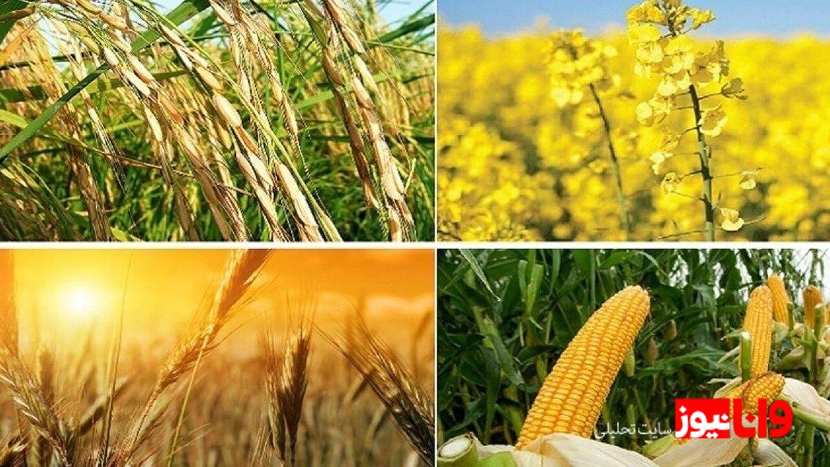 محرکهای قیمتی گندم: از چالشهای کارشناسی تا الزامات تولید