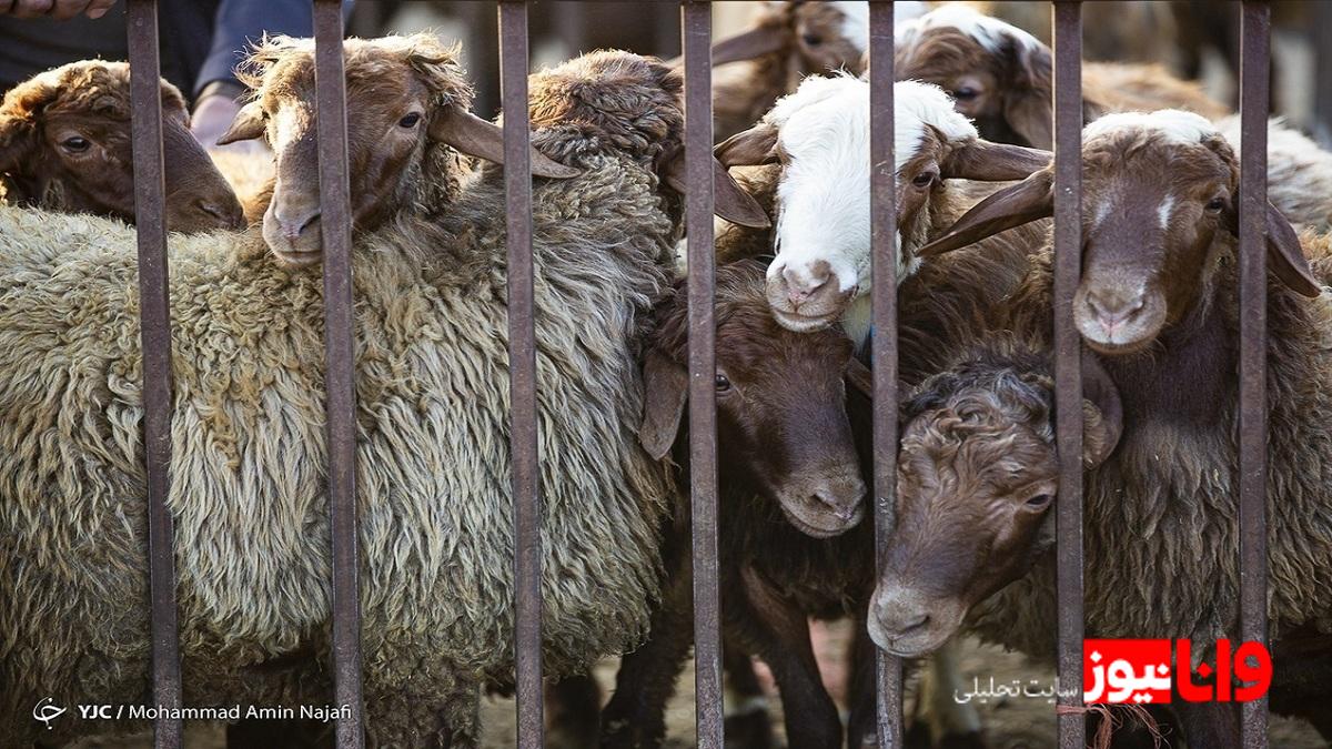 چالشهای تأمین نهاده دامی و تأثیر آن بر قیمت گوشت