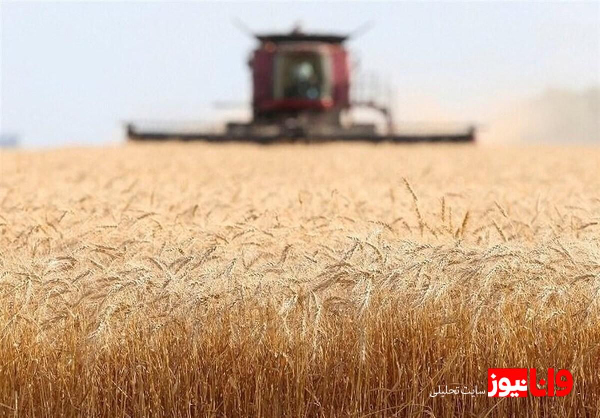 تعیین قیمت تضمینی گندم: تحولی پس از ۸۳ روز انتظار