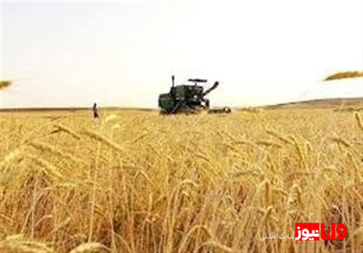 قیمت گندم ماکارونی اعلام شد