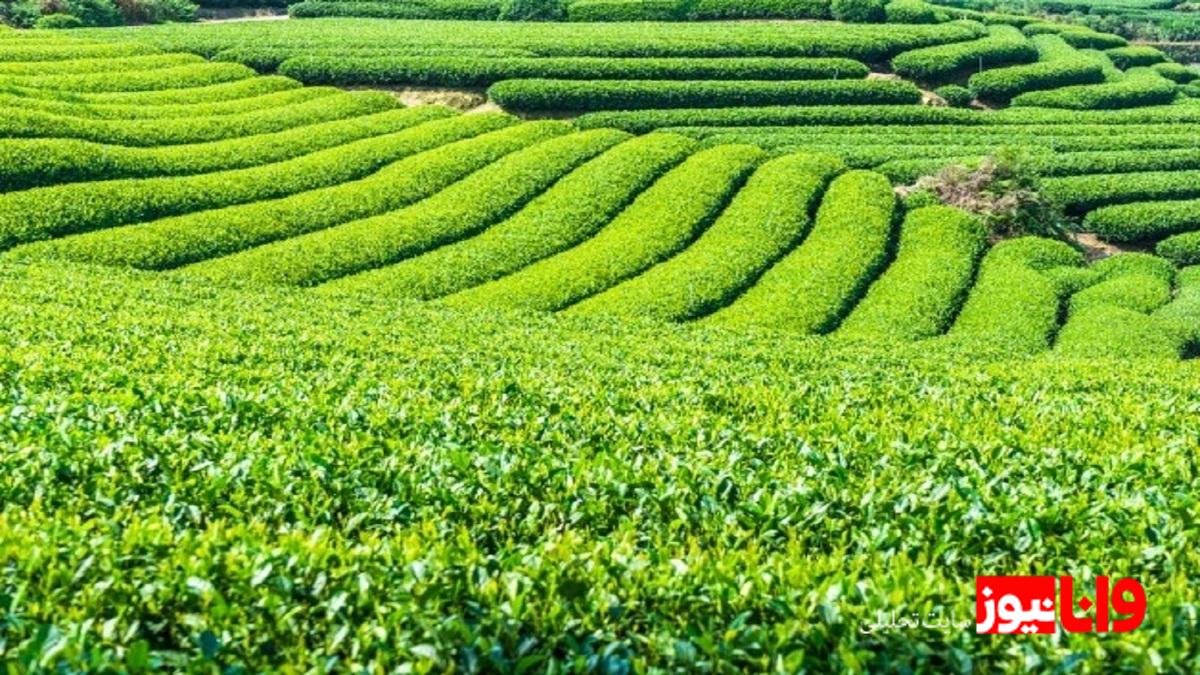 صادق حسنی: پرداخت ۸۷.۵ درصد مطالبات چایکاران و تأثیر آن بر صنعت چای