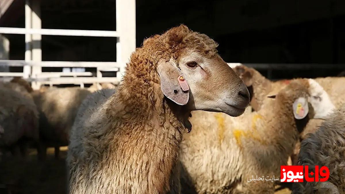 قیمت گوسفند و گوساله در بازار ایران: گزارش ۲۹ آبان ۱۴۰۴ + جدول