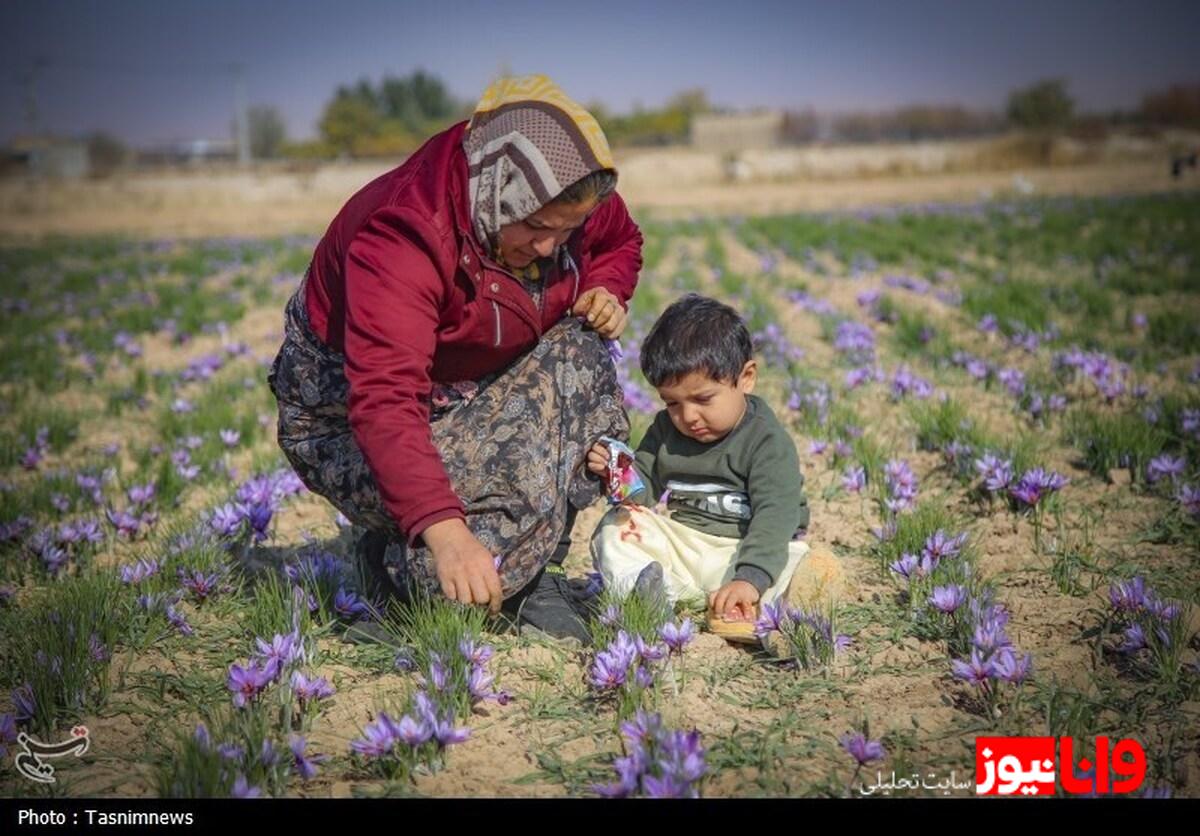 24 همت طلای سرخ در بازار سرمایه