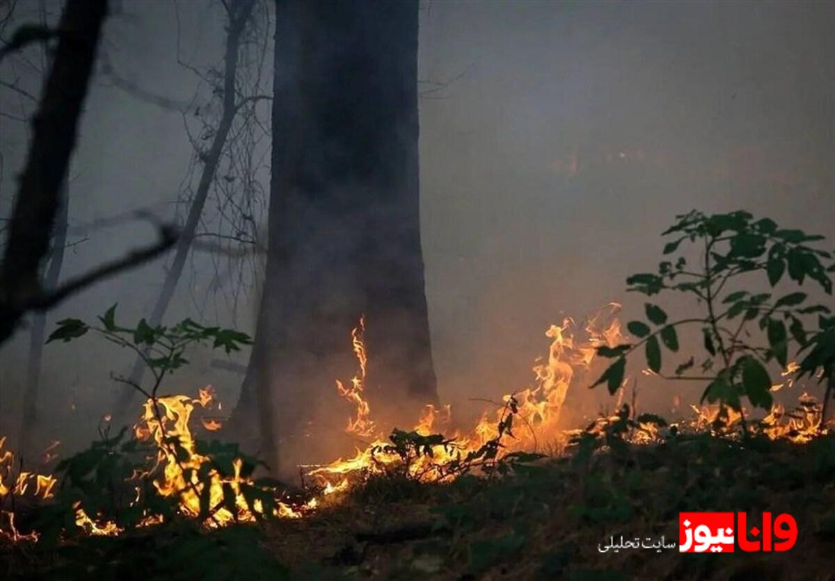 واکنش علیرضا قربانی به سوختن جنگل‌های هیرکانی