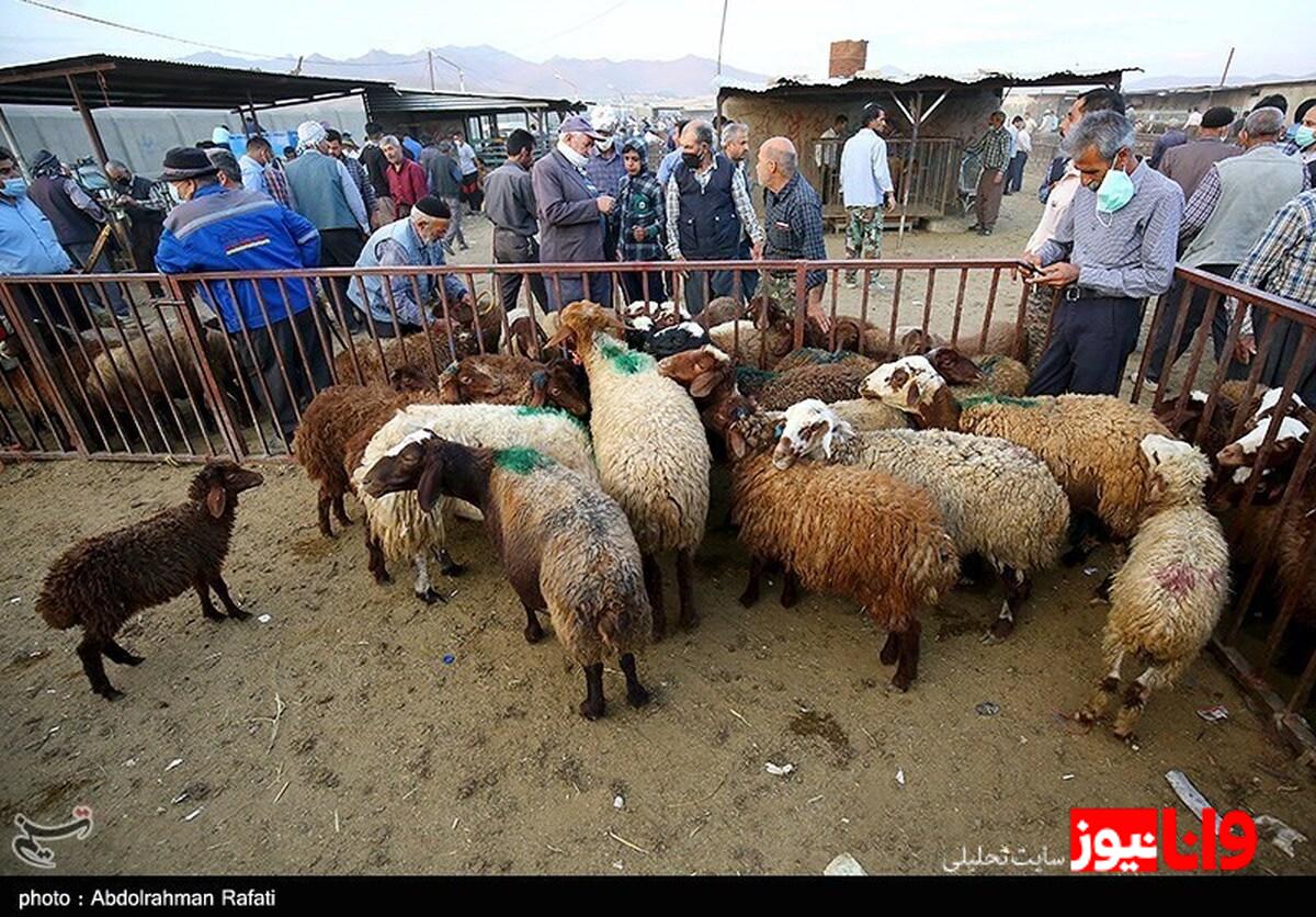 تحولات قیمت دام زنده در استان‌های مختلف: از گوسفند تا گوساله + جدول