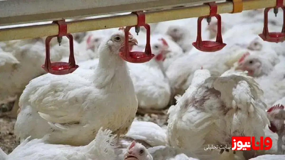 تأمین نشدن نهاده‌های دامی و بحران بازار مرغ در نوروز