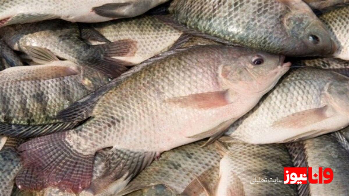 تولید تیلاپیا و مجوزهای زیست‌محیطی: وضعیت فعلی