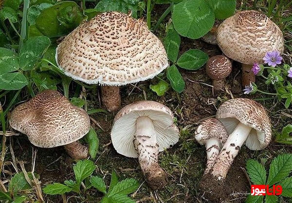 از کجا بفهمیم قارچ سمی است؟