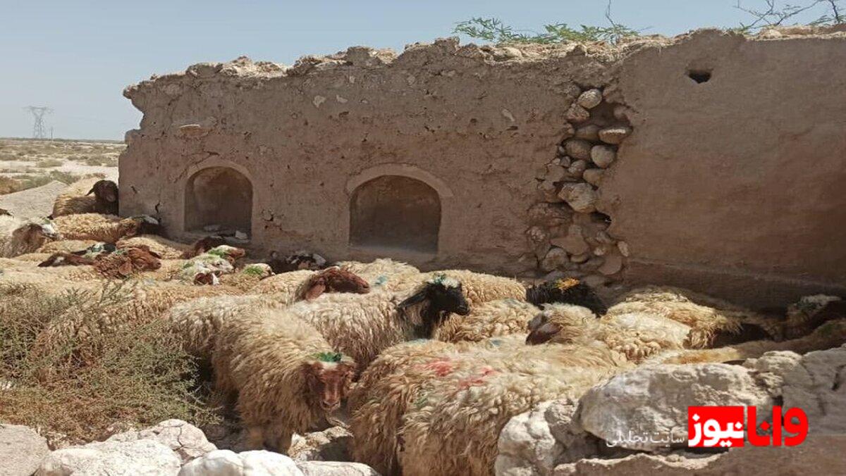 نرخ دام زنده در استان‌های مختلف: بررسی قیمت‌ها و تفاوت‌ها + جدول