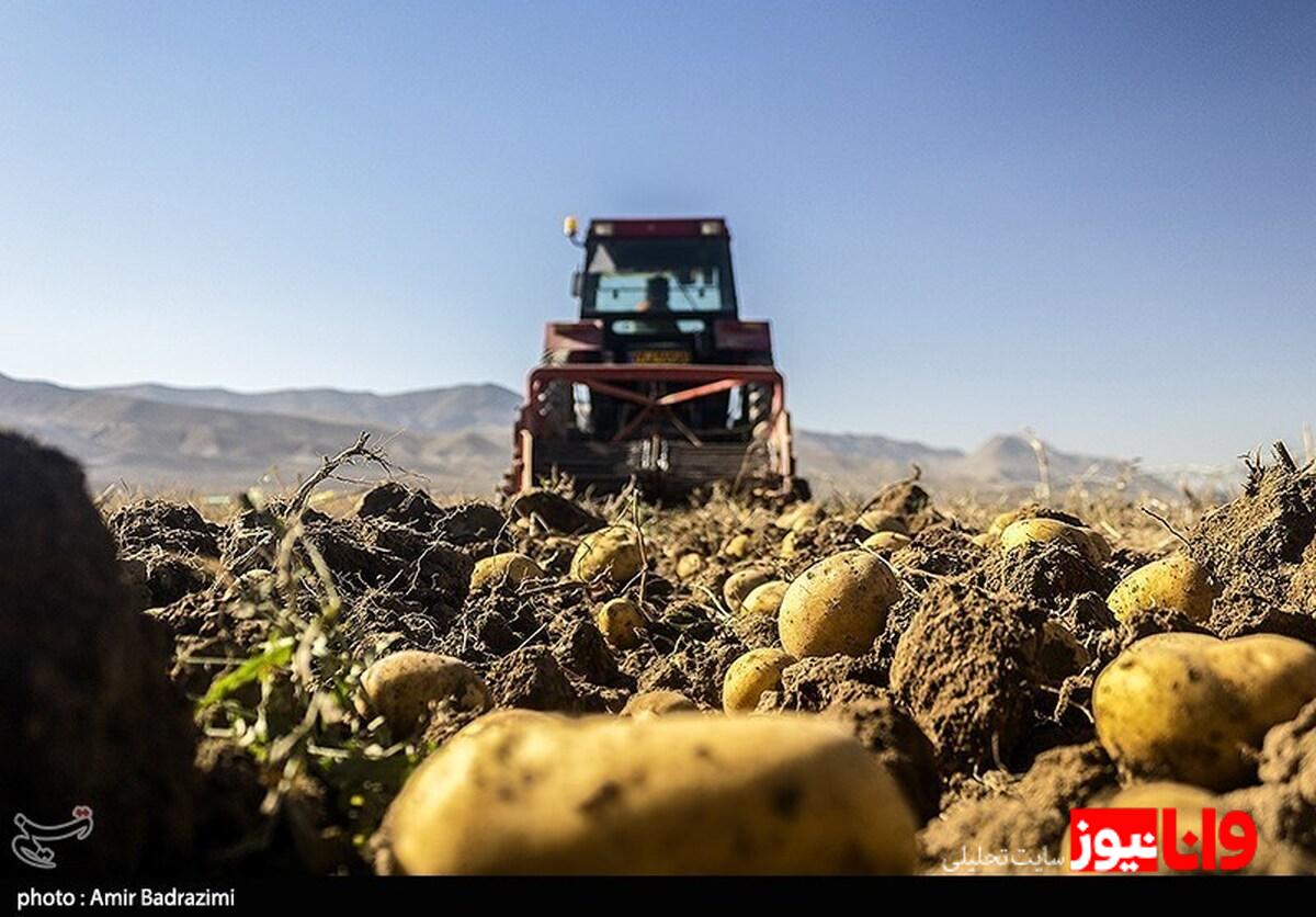 وزیر جهاد کشاورزی: کاهش 50 درصدی ضایعات سیب‌زمینی در 15 سال اخیر