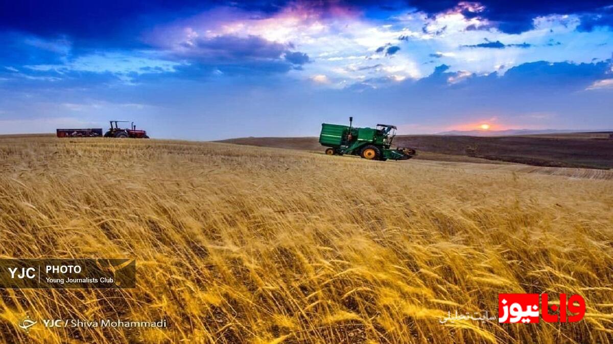 امسال در تولید گندم خودکفا هستیم/ پیش بینی تولید بالای ۱۳ میلیون تن گندم