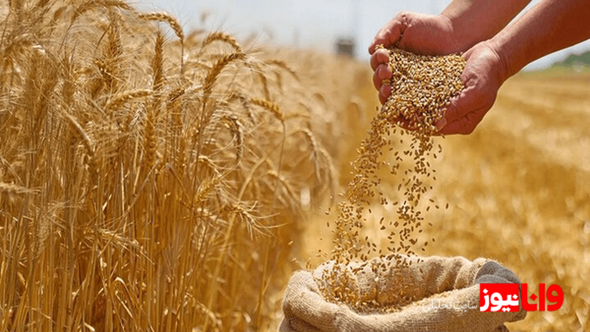 خبر خوش برای گندمکاران/ خرید تضمینی گندم آغاز شد