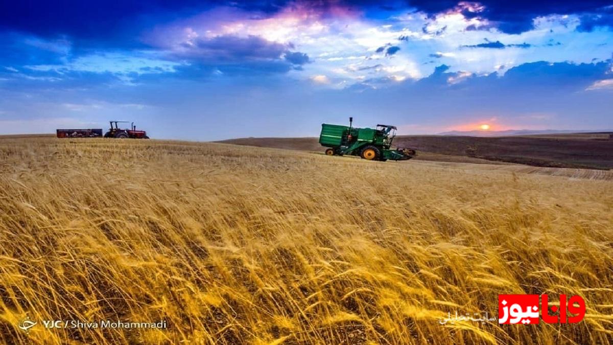 پیش بینی خرید ۱۰.۵ میلیون تن گندم